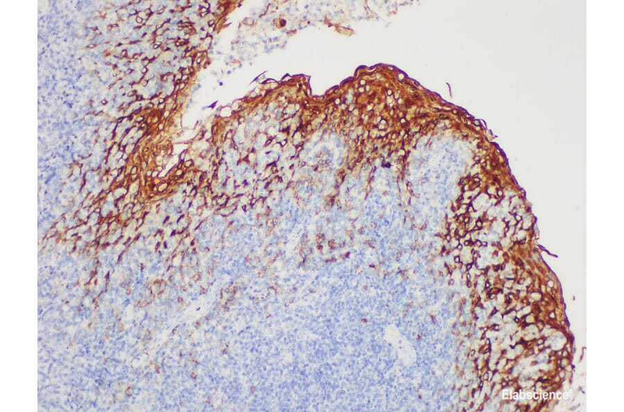 Validation Data - Anti-Epithelial Membrane Antigen(EMA) Antibody [YN00796m] (A288717)