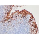 Validation Data - Anti-Epithelial Membrane Antigen(EMA) Antibody [YN00796m] (A288717)