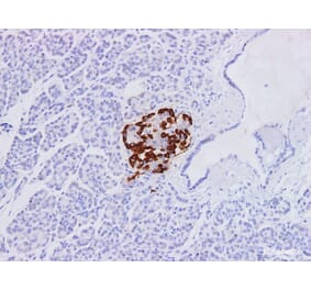 Validation Data - Anti-Glucagon Antibody [YN00876m] (A288719)