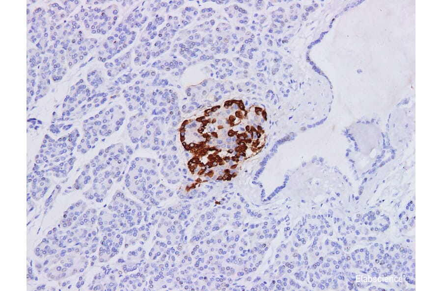 Validation Data - Anti-Glucagon Antibody [YN00876m] (A288719)