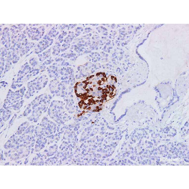 Validation Data - Anti-Glucagon Antibody [YN00876m] (A288719)