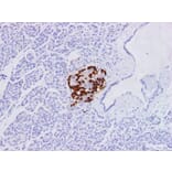 Validation Data - Anti-Glucagon Antibody [YN00876m] (A288719)