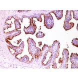 Validation Data - Anti-Prostate Specific Membrane Antigen (PSMA) Antibody [YN01406m] (A288722)