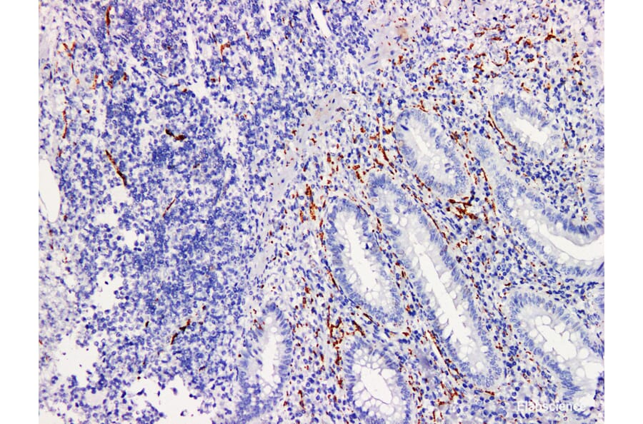Validation Data - Anti-Synaptophysin(Syn) Antibody [YN01565r] (A288723)