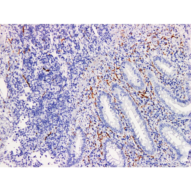 Validation Data - Anti-Synaptophysin(Syn) Antibody [YN01565r] (A288723)