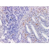 Validation Data - Anti-Synaptophysin(Syn) Antibody [YN01565r] (A288723)