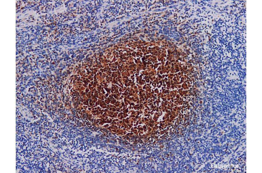 Validation Data - Anti-BOB.1 Antibody [YN00116m] (A288725)