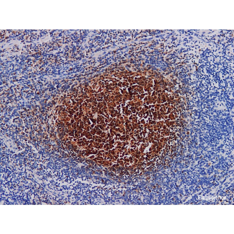Validation Data - Anti-BOB.1 Antibody [YN00116m] (A288725)