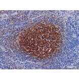 Validation Data - Anti-BOB.1 Antibody [YN00116m] (A288725)