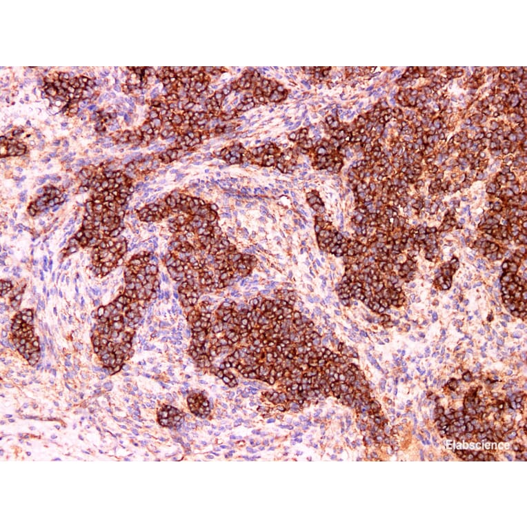 Validation Data - Anti-HDAC6 Antibody [YN00946m] (A288726)