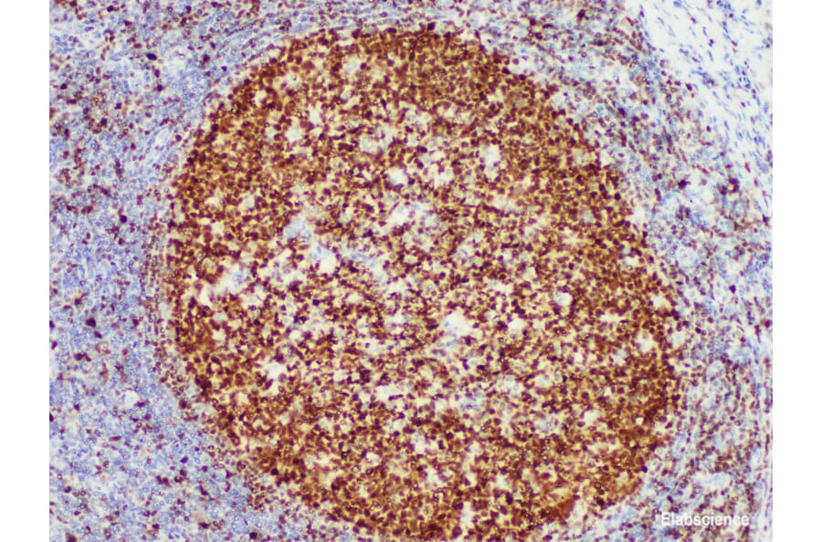 Validation Data - Anti-OCT2 Antibody [YN01216m] (A288728)