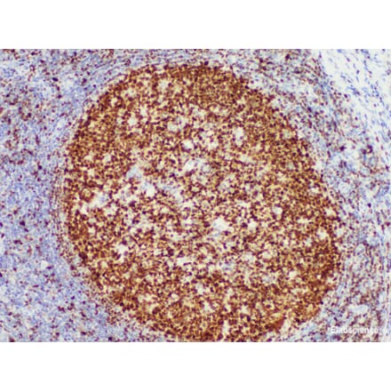 Validation Data - Anti-OCT2 Antibody [YN01216m] (A288728)