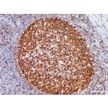 Validation Data - Anti-OCT2 Antibody [YN01216m] (A288728)