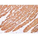 Validation Data - Anti-Actin muscle specific(MSA) Antibody [YN00016m] (A288729)