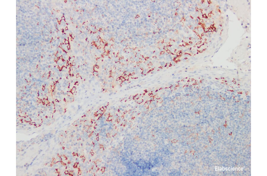 Validation Data - Anti-CD14 Antibody [YN00256m] (A288730)