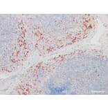 Validation Data - Anti-CD14 Antibody [YN00256m] (A288730)