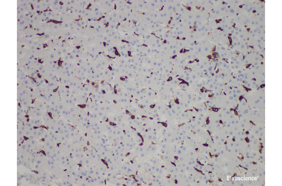 Validation Data - Anti-CD163 Antibody [YN00465r] (A288731)