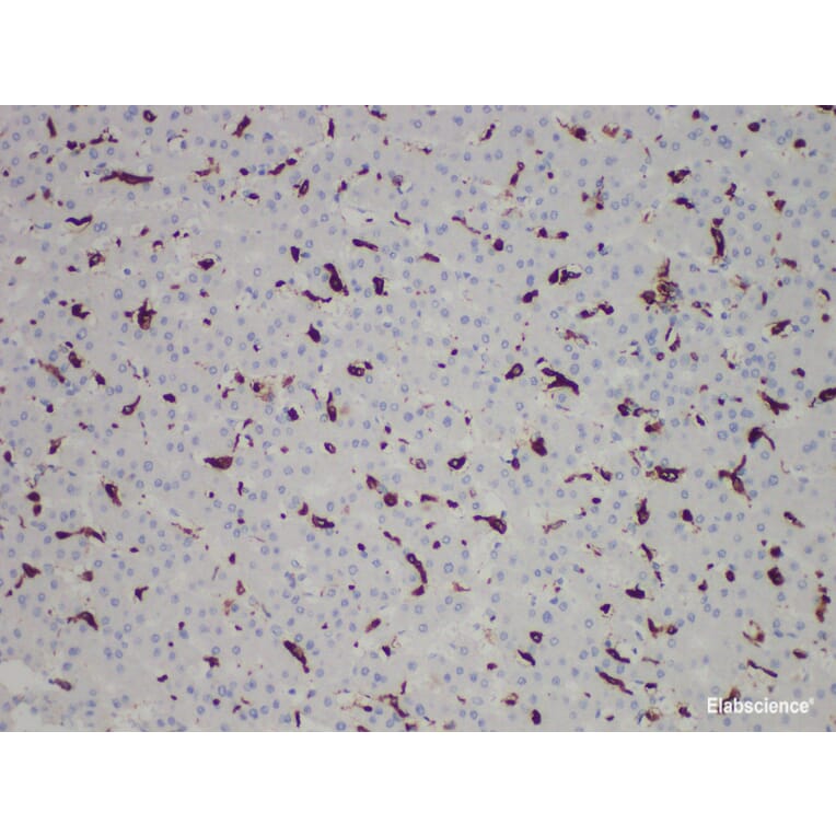Validation Data - Anti-CD163 Antibody [YN00465r] (A288731)