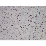 Validation Data - Anti-CD163 Antibody [YN00465r] (A288731)
