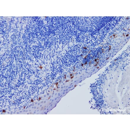 Validation Data - Anti-CD1a Antibody [YN00186m] (A288732)
