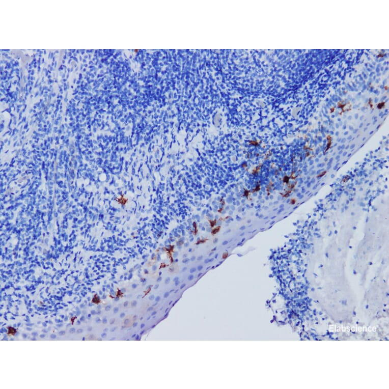 Validation Data - Anti-CD1a Antibody [YN00186m] (A288732)
