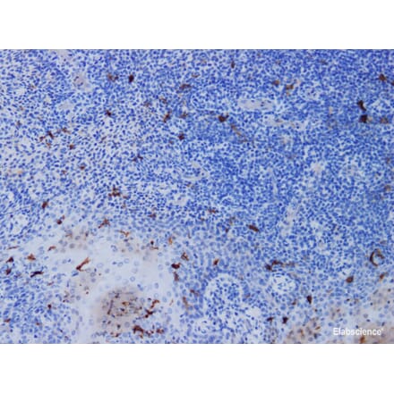 Validation Data - Anti-CD1a Antibody [YN00186r] (A288733)