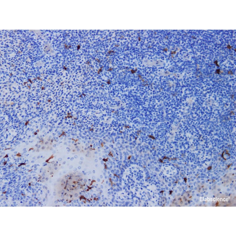 Validation Data - Anti-CD1a Antibody [YN00186r] (A288733)