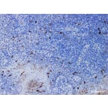 Validation Data - Anti-CD1a Antibody [YN00186r] (A288733)