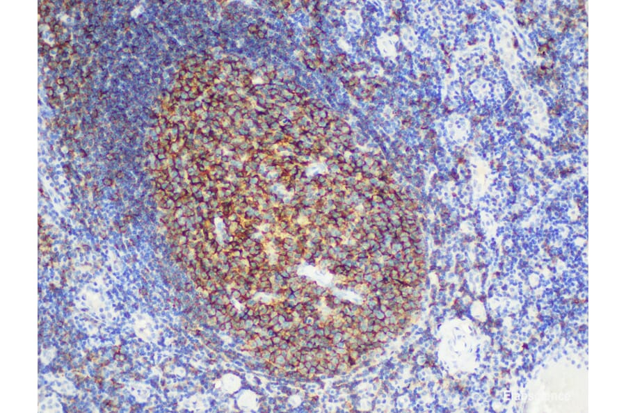 Validation Data - Anti-CD20 Antibody [YN00275m] (A288734)