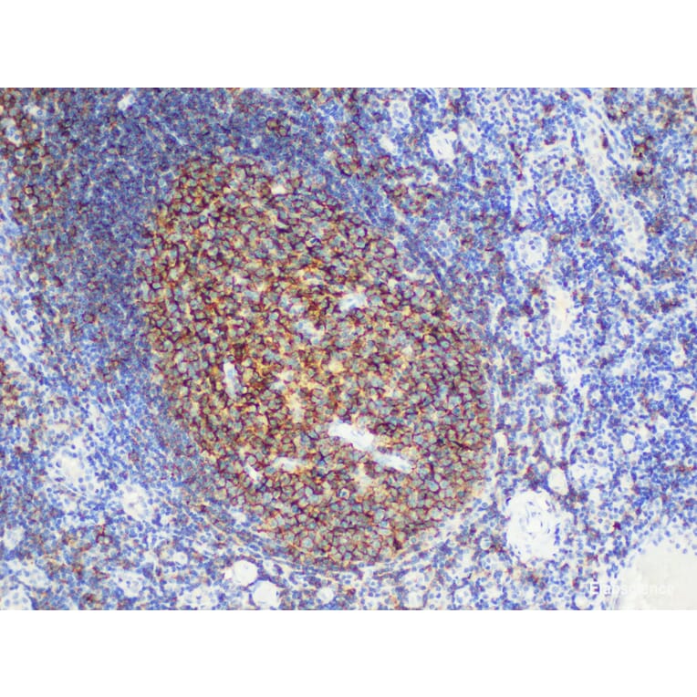 Validation Data - Anti-CD20 Antibody [YN00275m] (A288734)