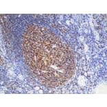 Validation Data - Anti-CD20 Antibody [YN00275m] (A288734)