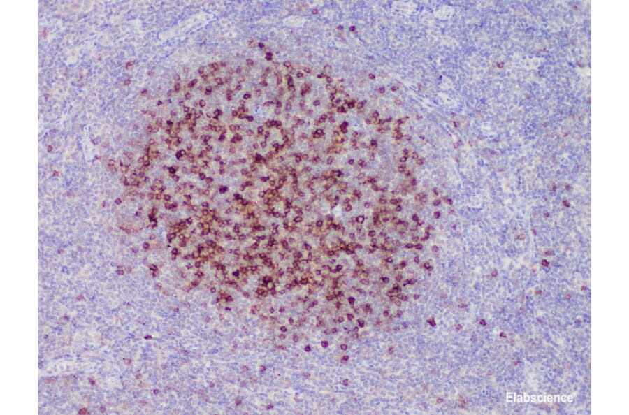 Validation Data - Anti-CD23 Antibody [YN00295m] (A288735)