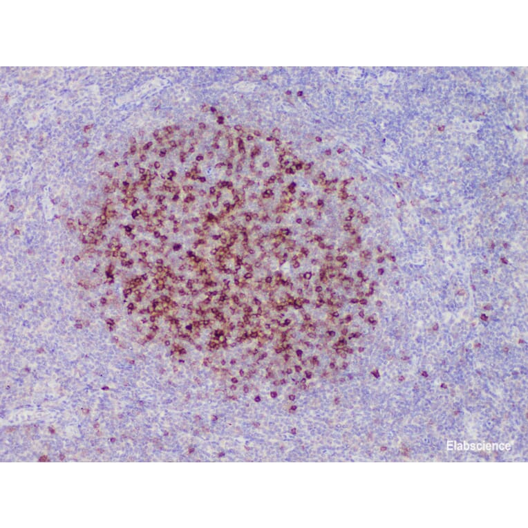 Validation Data - Anti-CD23 Antibody [YN00295m] (A288735)