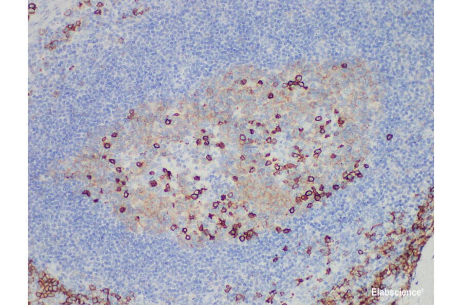 Validation Data - Anti-CD38 Antibody [YN00345m] (A288736)
