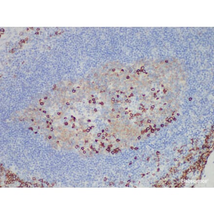 Validation Data - Anti-CD38 Antibody [YN00345m] (A288736)