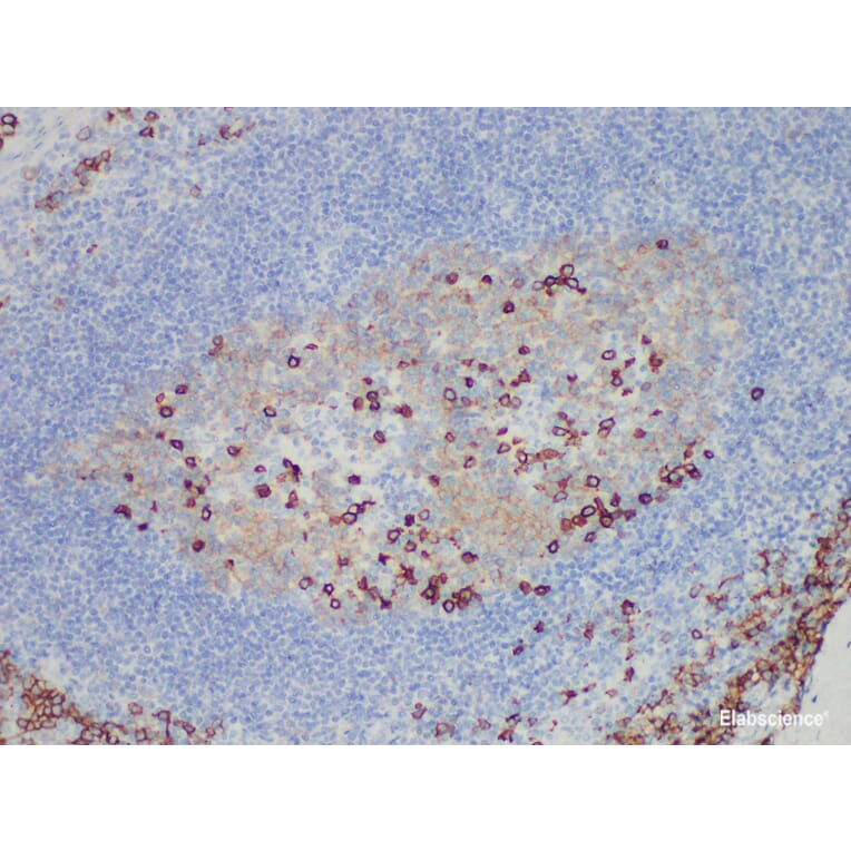 Validation Data - Anti-CD38 Antibody [YN00345m] (A288736)