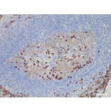 Validation Data - Anti-CD38 Antibody [YN00345m] (A288736)