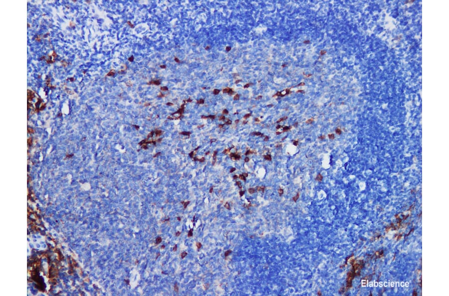 Validation Data - Anti-CD38 Antibody [YN00345r] (A288737)