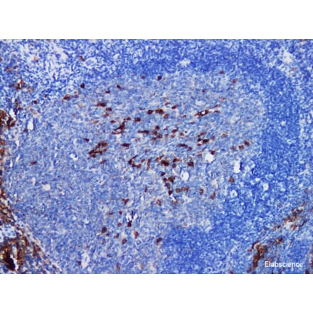 Validation Data - Anti-CD38 Antibody [YN00345r] (A288737)