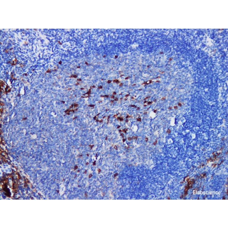 Validation Data - Anti-CD38 Antibody [YN00345r] (A288737)