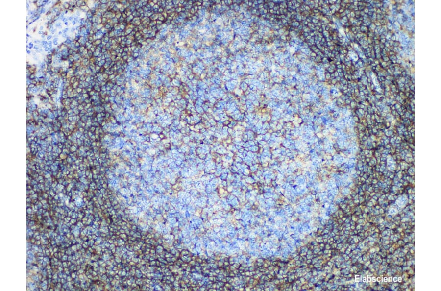 Validation Data - Anti-CD44 Antibody [YN00366m] (A288738)