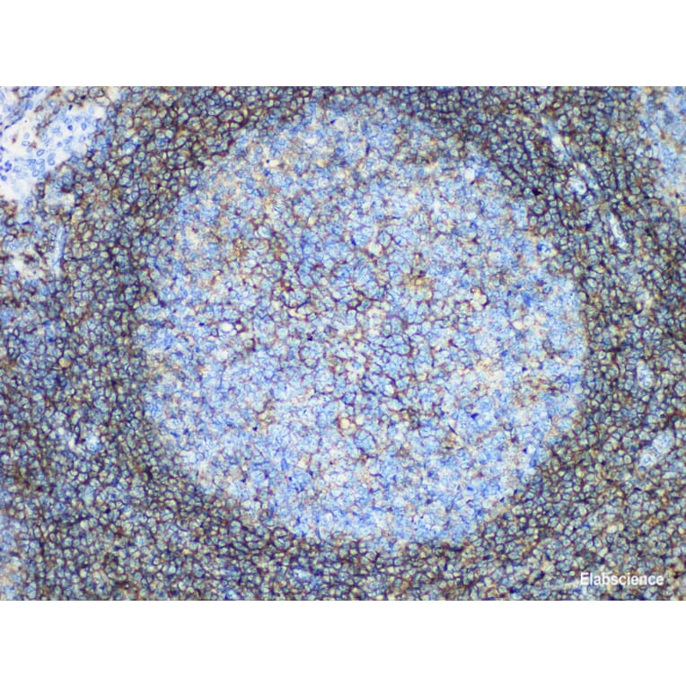 Validation Data - Anti-CD44 Antibody [YN00366m] (A288738)