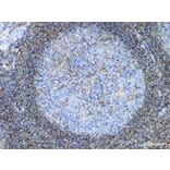 Validation Data - Anti-CD44 Antibody [YN00366m] (A288738)