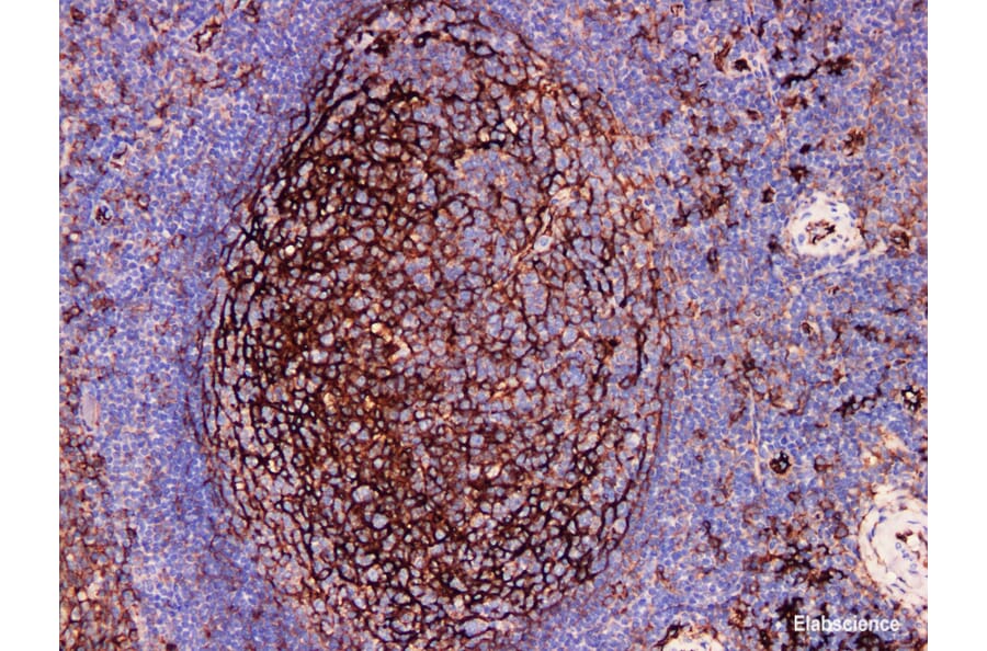 Validation Data - Anti-CD54 Antibody [YN00386m] (A288739)