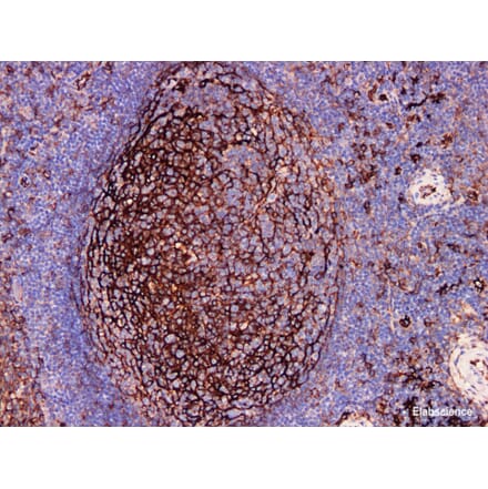 Validation Data - Anti-CD54 Antibody [YN00386m] (A288739)