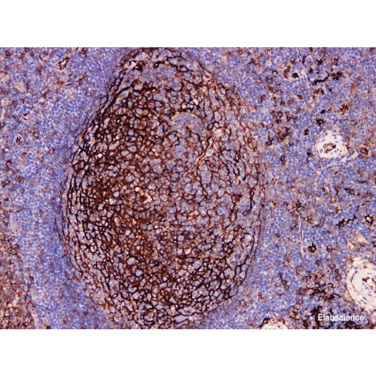 Validation Data - Anti-CD54 Antibody [YN00386m] (A288739)