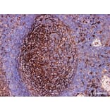 Validation Data - Anti-CD54 Antibody [YN00386m] (A288739)