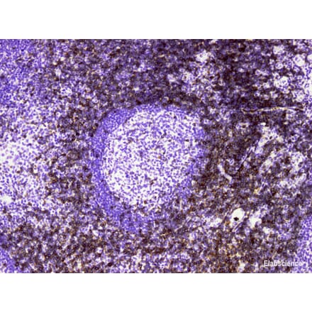 Validation Data - Anti-CD7 Antibody [YN00236m] (A288740)