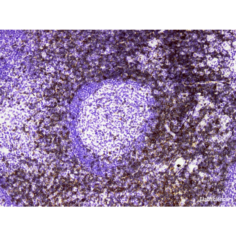 Validation Data - Anti-CD7 Antibody [YN00236m] (A288740)