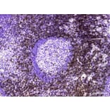 Validation Data - Anti-CD7 Antibody [YN00236m] (A288740)